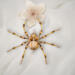 Elegant handmade beaded spider in golden hues with sparkling amber and clear crystal beads